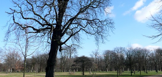 Árbol soleado de Kensington Park